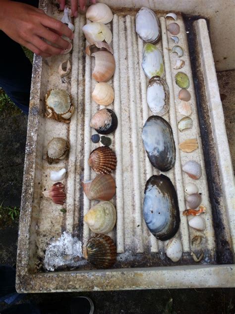 Newcomer Beach Combing Driftwood Cabinet Of Curiosity