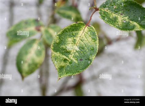 Mottling Hi Res Stock Photography And Images Alamy