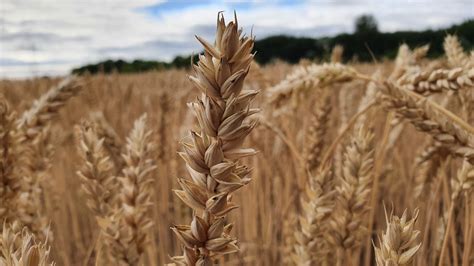 Mehr Ökolandbau in Sachsen Anhalt inzwischen 10 2 der Fläche Du