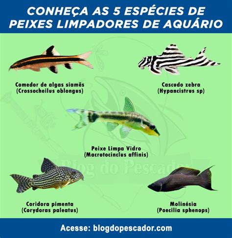 Tipos De Peixes Limpadores De Aqu Rio Peixes Aqu Rio Peixes