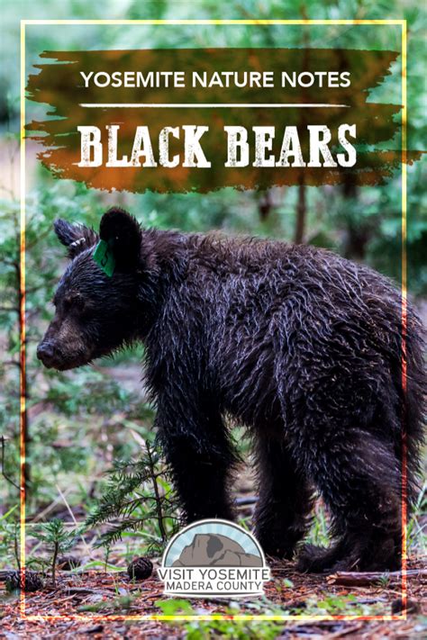 Yosemite Nature Notes - Black Bears