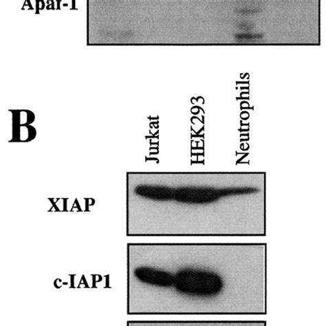 Neutrophils Contain Highly Elevated Apaf 1 Levels And Reduced Levels Of