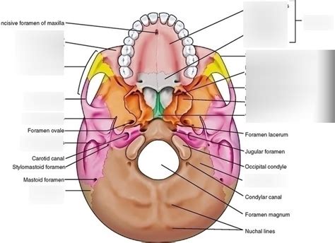 Medial And Lateral Pterygoid Plates