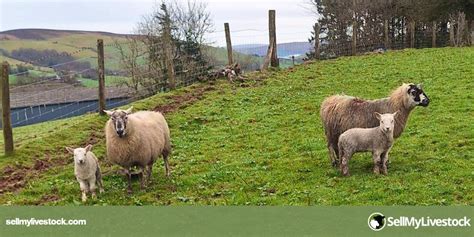 2 Welsh Hill Speckled Face Breeding Ewes With Lambs At Foot