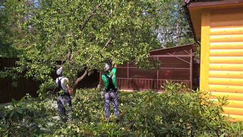 Услуги по обрезке плодовых деревьев