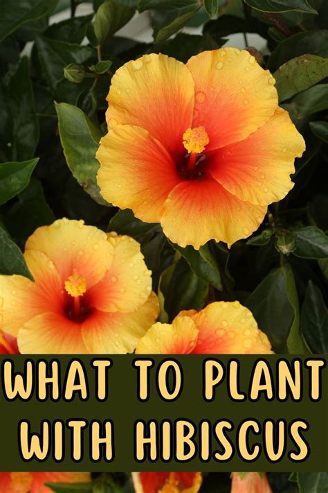 11 Gorgeous Companion Plants For Hibiscus In 2024 What To Plant With