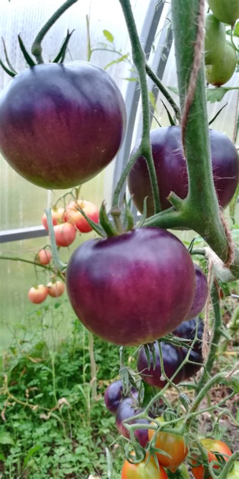 Томат Большой белый блюз: описание сорта, ОТЗЫВЫ (7), фото | tomatland.ru