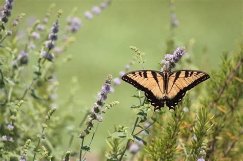 Fondos de pantalla jardín Tigre insecto fauna silvestre lavanda