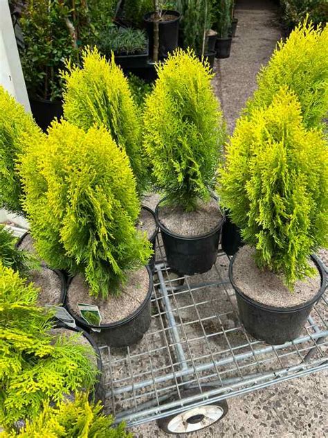 Thuja Orientalis Aurea Nana Golden Biota Neth Green