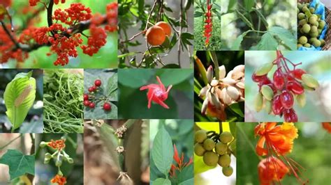 Flora Y Fauna De Chiapas Un Para So Biodiverso Teleflor