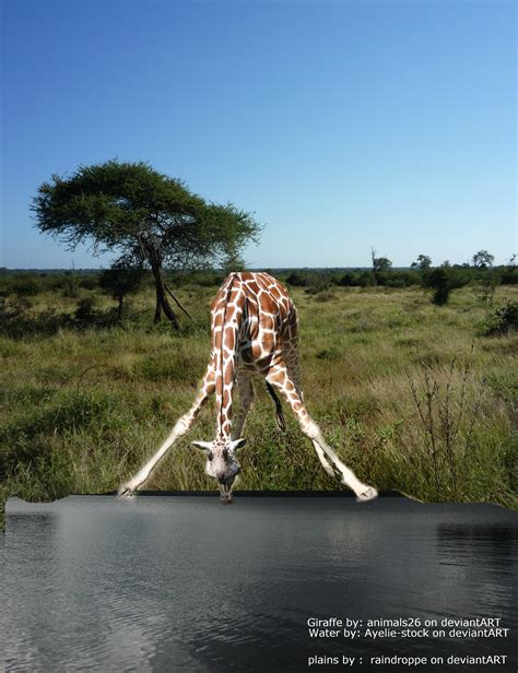 Giraffe Drinking Water by gurtagon on DeviantArt