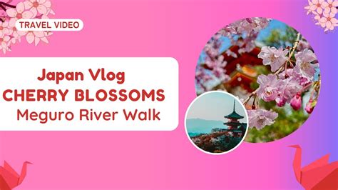 Japan Vlog Meguro River Walk Cherry Blossom Sightseeing Rainy