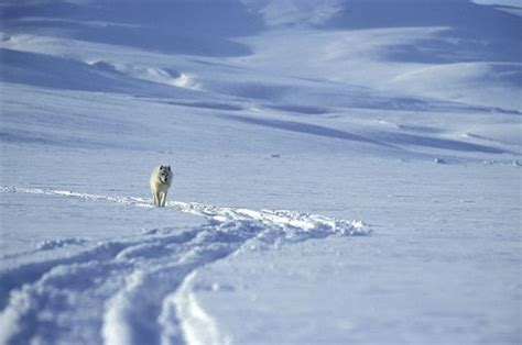 Ellesmere Island