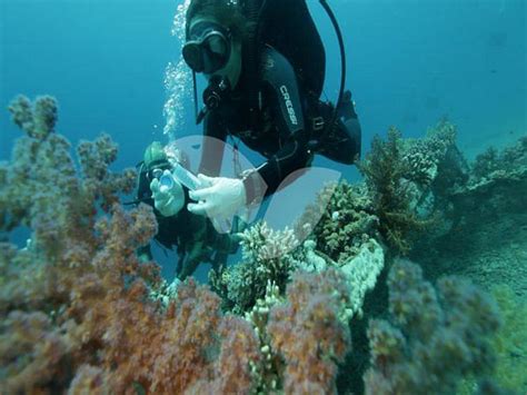 Epidemic endangers coral reefs in Mideast, Eastern Mediterranean ...