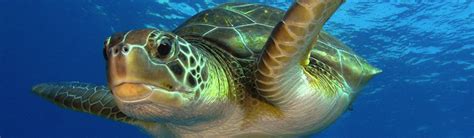 Turtle (Green) - Migration | Young People's Trust For the Environment