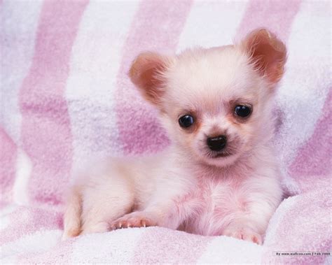 Very Cute Puppies Wallpapers Wallpapersafari