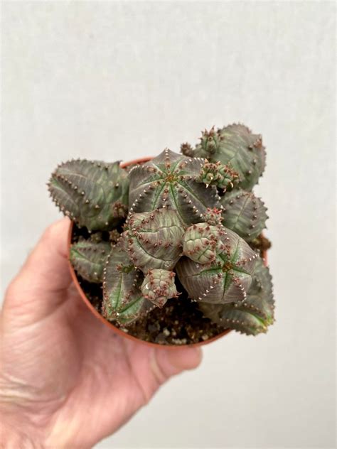 Euphorbia Obesa Hybride Special Plants Nelumbogarden