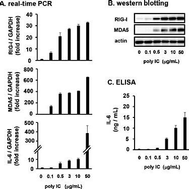 Polyinosinic Polycytidylic Acid Poly Ic Induces The Expression Of