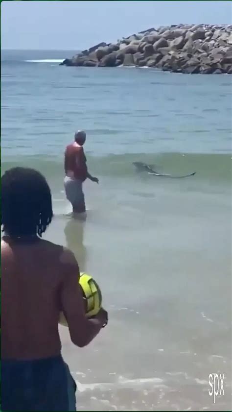 Shark sparks panic on Portugal beach as children shout and tourists
