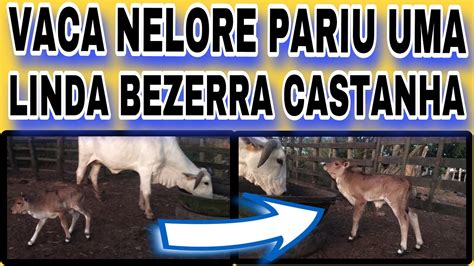 VACA NELORE PARIU UMA LINDA BEZERRA CASTANHA YouTube