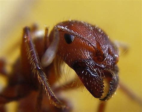 fileant head closeupjpg wikipedia