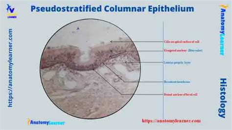 Ciliated Epithelium Labeled