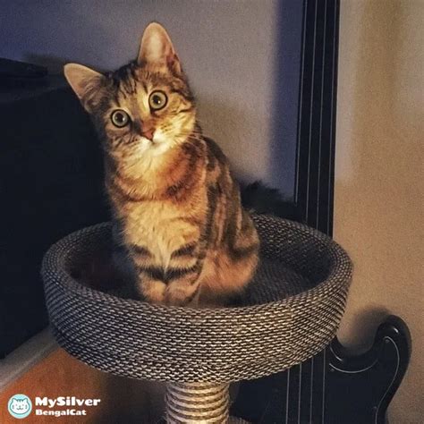 Maine Coon Bengal Mix: The Ultimate Guide