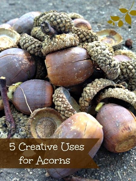 5 Creative Uses for Acorns - BargainBriana