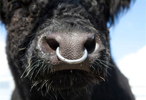 Cow Nose Ring Stock Photos, Pictures & Royalty-Free Images - iStock