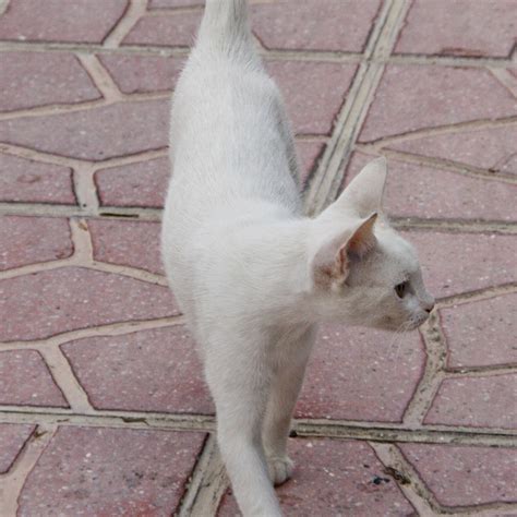 Mi gato está muy flaco aunque sigue comiendo por qué