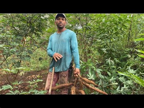 Quem Planta Colhe Primeira Colheita De Aipim Do S Tio Estamos