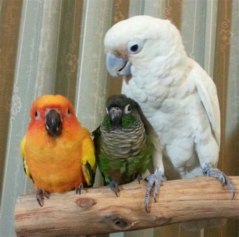 Lovely Parrots | Parrot pet, Pet birds, Funny birds