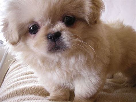 Find A Great Pekingese Name Plus Breed Information.