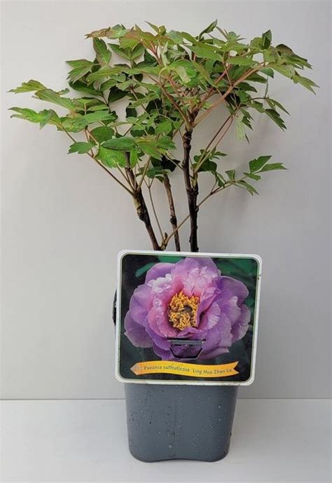 Paeonia Suffruticosa Ling Hua Zhan Lu — Bitkiler Toptan Satış Floraccess