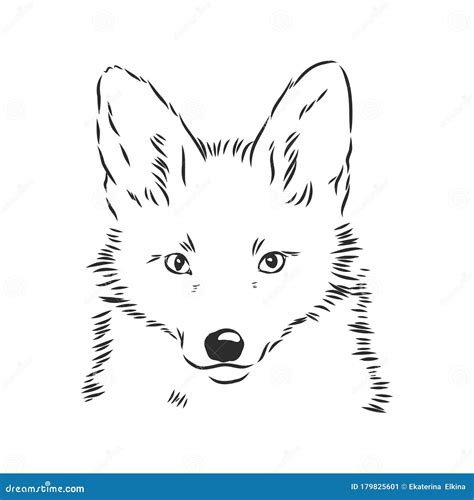 Fox Portrait Hand Drawn Vector Illustration Can Be Used Separately