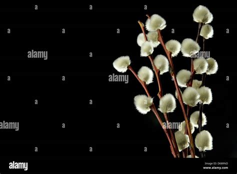 Bunch Of Pussy Willow On Black Background Stock Photo Alamy