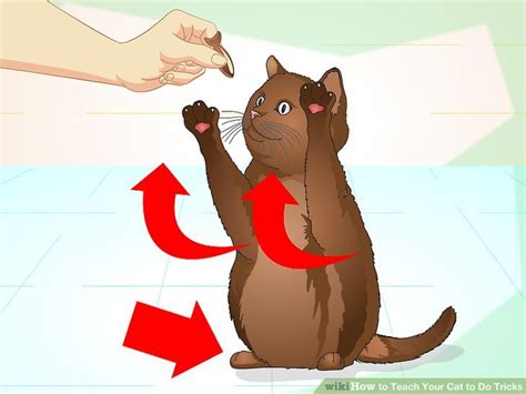 How To Teach Your Cat To Do Tricks 15 Steps With Pictures