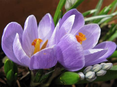 Guide Des Bulbes Fleurs Du Printemps La Terre Est Un Jardin