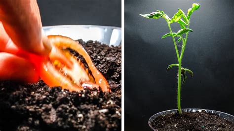 Growing Tomato Plant From Slice Days Time Lapse Youtube