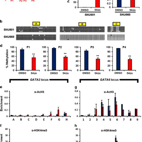 DNA methylation-mediated transcriptional silencing of GATA2 in SNU601 ... 