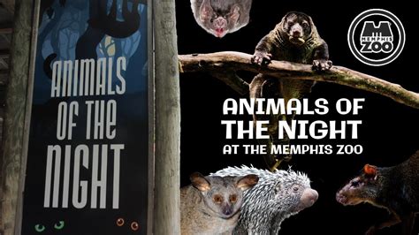 Animals Of The Night At The Memphis Zoo Exhibit Tours Ep 21 Youtube