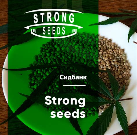Купить Семена Конопли и Марихуаны ️ в Киеве и Украине - PowerSeeds ...