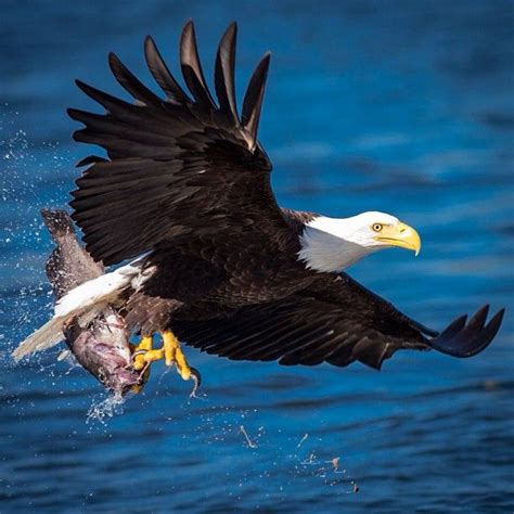 Pin by Heather on Birds; eagles, owls and other prey birds | Bald eagle ...