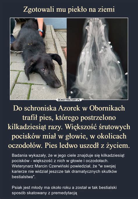 Zgotowali mu piekło na ziemi Do schroniska Azorek w Obornikach trafił