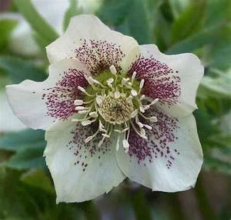 Christrose Lenzrose White Spotted Lady Helleborus Orientalis White