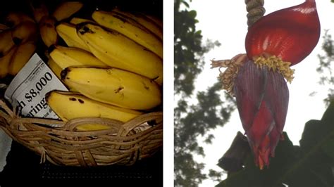 Farmers Journal Meet The Fragrant Virupakshi Hill Banana Endemic To