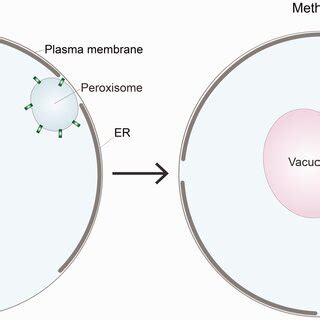 Pex3-dependent formation of peroxisome–vacuole contact sites. Schematic ... 