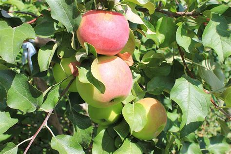 Зимние сорта яблонь, районированные для Подмосковья | УЧЕНЫЙ АГРОНОМ | Дзен