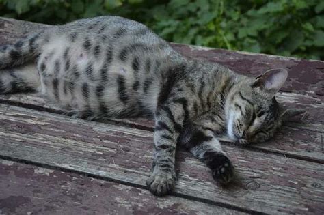 8 Tanda Kucing Mau Melahirkan Yang Harus Diperhatikan Alodokter