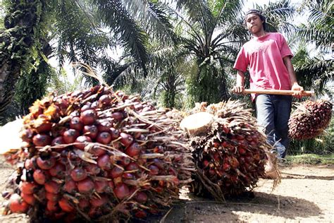 Improving Sustainable Indonesian Palm Oil Astra Agro Lestari